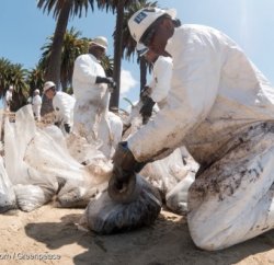 Activists Clean up Californian Oil Spill