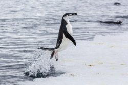 An adult chinstrap penguin jumps out of the sea at Port Lockroy, Antarctica