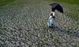 An Indian farmer inspects her agricultural field which is badly affected by the heat wave and scanty rainfall in India.