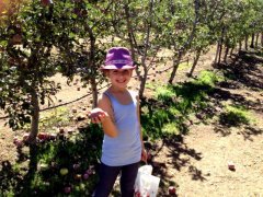 apple picking3