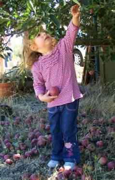 apple picking julian