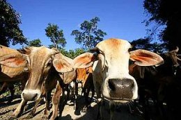 Cattle rearing in the Amazon