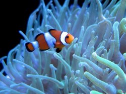 Clown Fish