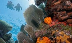 Coral reef off the Florida coast.