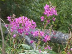 Fireweed, a typical species-repairer