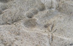 Footprints (3)