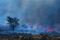 Forest fires cause secondary successions in affected ecosystems.