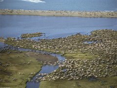 Huge caribou herds lose millions of liters of blood to large mosquito swarms.