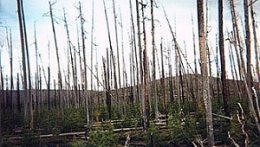 Image of succession in Yellowstone 11 years after the fire