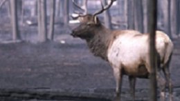 Image of Yellowstone Burned in 1988