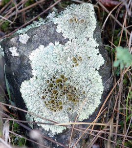 lichen