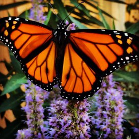 Monarch butterfly on Anise Hyssop (Agastache foeniculum). Photo by David Mizejewski.
