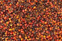 Palm oil fruits ripe with oil and ready for milling, Kimbe Bay, Papua New Guinea / ©: Jürgen Freund / WWF