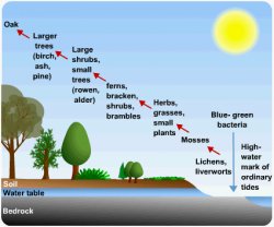 Primary succession