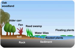 Secondary succession