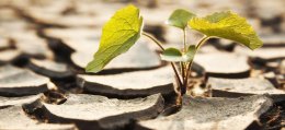 seedling in dry soil