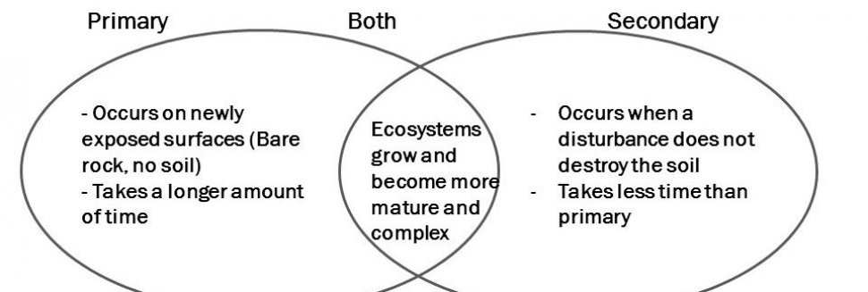 Types of ecological succession