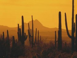 The saguaro cactus is part of a climax desert community in southwestern America.