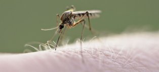 Mosquito eradication