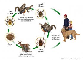 Tick Hostcycle