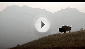 Restoring Bison - National Wildlife Federation