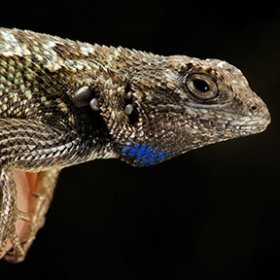 Western Fence Lizard